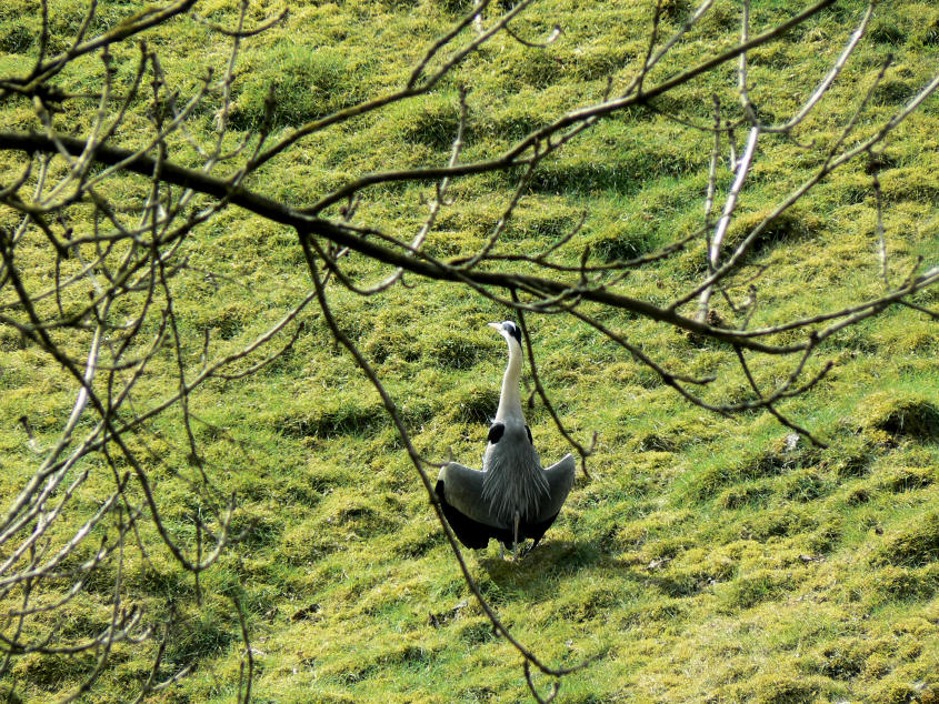 Heron Heron